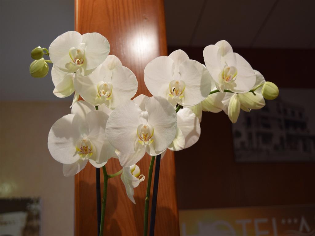 Hotel Aurea Rimini Ngoại thất bức ảnh